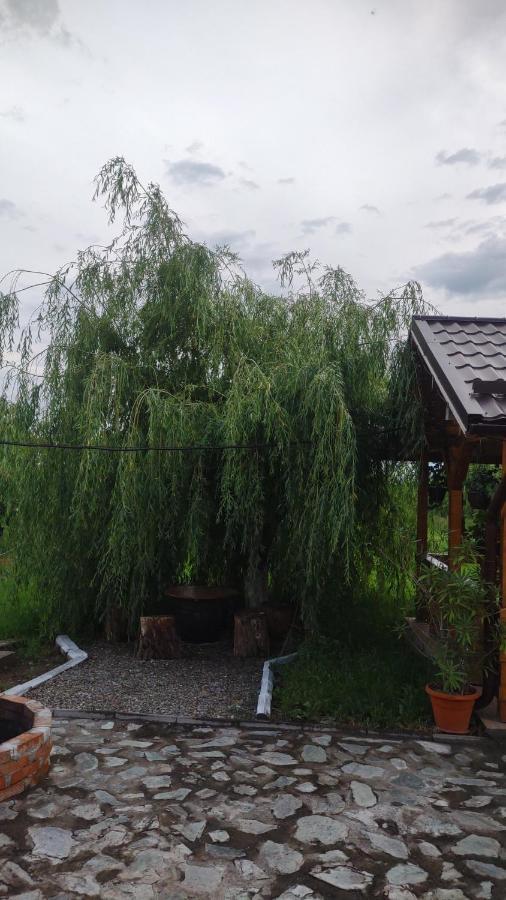 Pensiunea Codruta Cărpinişu Exteriér fotografie