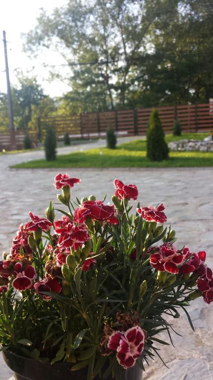 Pensiunea Codruta Cărpinişu Exteriér fotografie